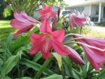 Crinum