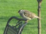 White Crowned Sparrow