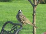 White crowned sparrow