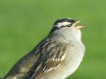 White crowned sparrow...singing 