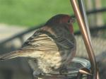 House finch