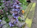 Ajuga Reptans with hungry Bumblebee