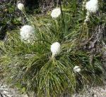 bear grass in bloom