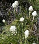 bear grass