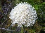 bear grass bloom