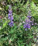 small variety of native lupines