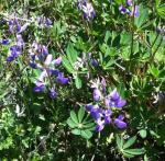 lupine blooms