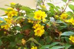 Blooms on mystery hanging basket.