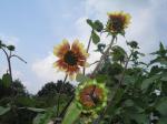 Sun Flowers