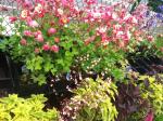 benches and benches of plants