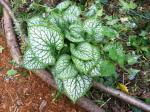 Brunnera "Jack Frost"