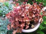 Heuchera "Marmalade" pot not yet filled with dirt