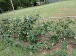 blackberries in bloom