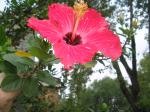 Hibiscus in Shirley's yard