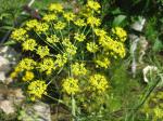 Sweet Fennel