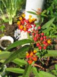 Butterfly Milkweed