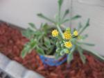 senecio kleiniiformis