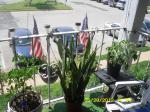 garden with blooming Snake Plant