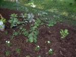 Mt. Airy Fothergilla