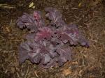 Heuchera "Creole Nights"