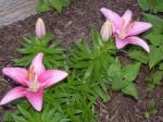 "Tiny Icon" Asiatic Lilies