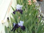 Unknown Iris