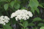 Viburnum bloom