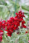 Snapdragons