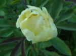 Paeonia mlokosewitschii