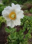 Meconopsis betonicifolia alba