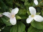 Trillium grandiflorum