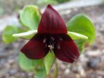 Trillium erectum