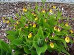 Cypripedium parviflorum