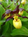 Cypripedium parviflorum