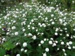 Ranunculus aconitifolius "Flore Pleno"