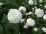 Ranunculus aconitifolius "Flore Pleno"