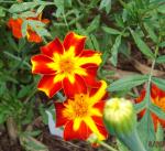 Cottage Red Marigold