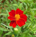 Cottage Red Marigold on same plant as 1st pic.