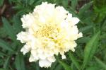 Snow Drift Marigold