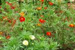 Cottage red & snow drift marigold.