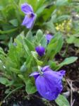 Meconopsis delavayi