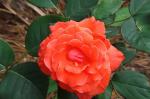 Orange Rose