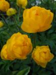 Trollius