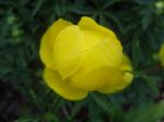 Trollius