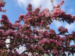 Decorative fruit tree