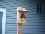 Tree Swallow