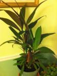 Cordyline-Ti plant