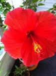 Hibiscis