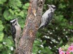 Hairy woodpeckers