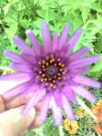 purple flower, tall, spiky plant